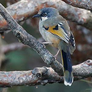 Variegated Laughingthrush